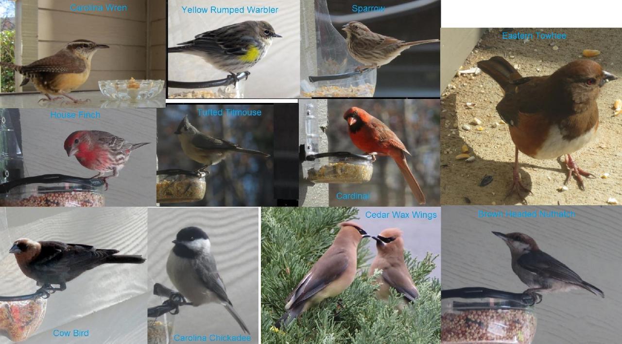 IMAGE: https://cc58.neocities.org/misc/CollageBird2_1280.jpg